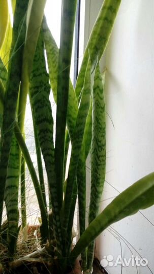 Сансевиерия, щучий хвост, змеиный язык