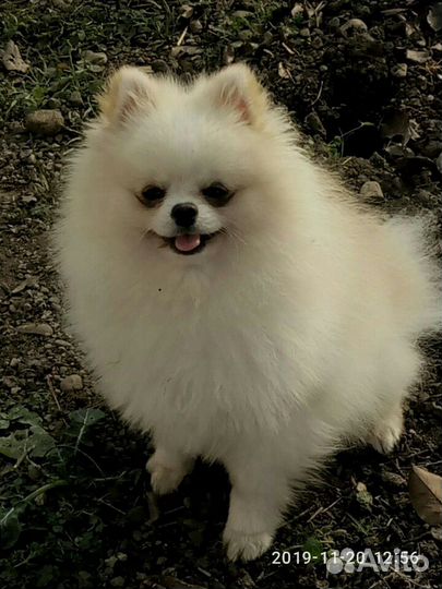 Приглашаю есть щенки