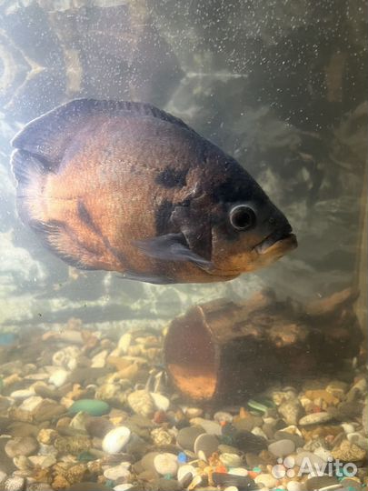 Астронотусы