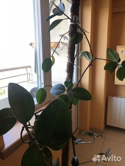 Фикус большой 1,5 м