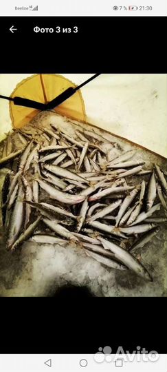 Удочки Махалки зимние