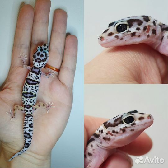 Эублефары сезон 2023