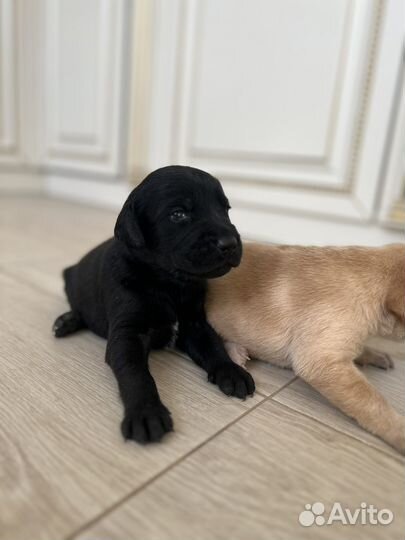 Щенки лабрадора