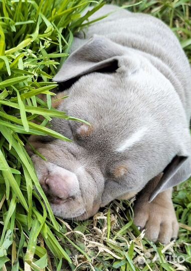 Американский булли