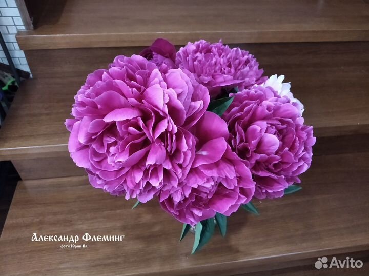 Пионы Мистер Эд, Сорбет, Канари Бриллиантс, Алекс