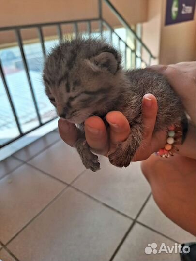 Мальчик черный,а девочка серая