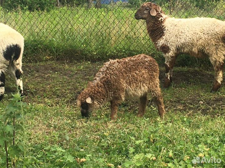 Овцы бараны