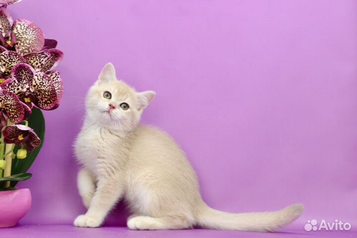 Британская золотая лиловая шиншилла шелл cy12