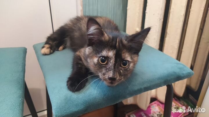 Котёнок в добрые ручки