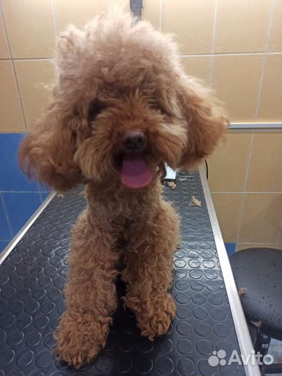 Груминг. Стрижка собачек