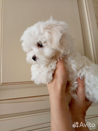 Мальтийская болонка мальчик