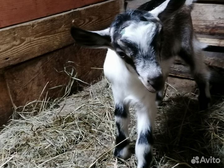 Козлики Альпийские