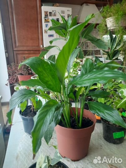 Комнатные цветы