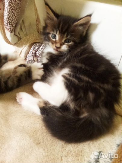 Котята мейн-кун