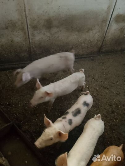 Поросенок ландрас петрен дюрок