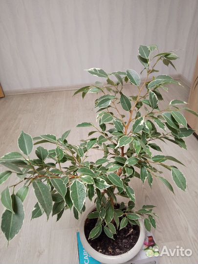 Фикус бенджамина
