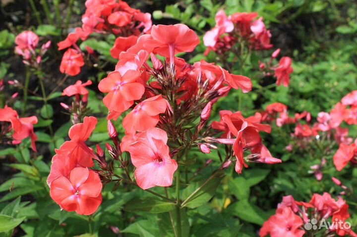 Многолетки, неприхотливые цветы, флоксы