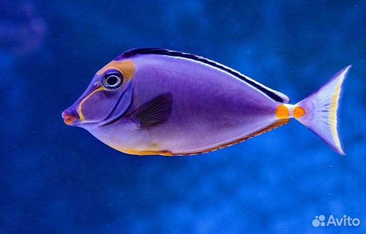 Рыбка Носорог оранжевоиглый черноспиный