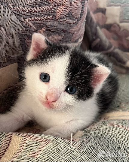 Котенок в добрые руки