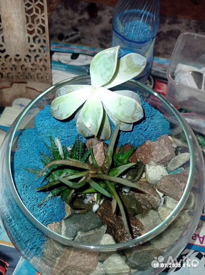 Флорариум суккуленты