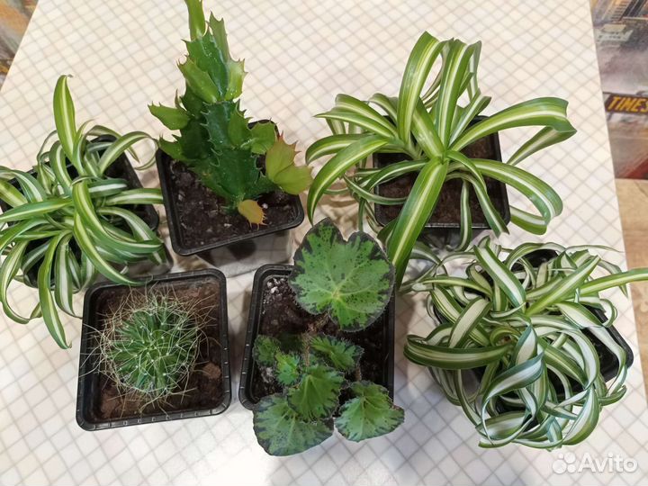 Комнатные растения