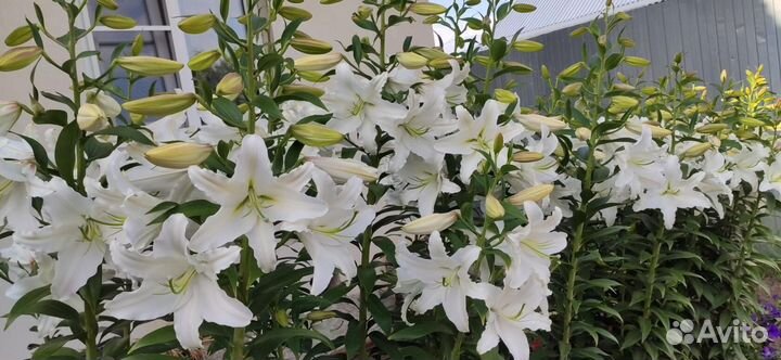 Растения для сада