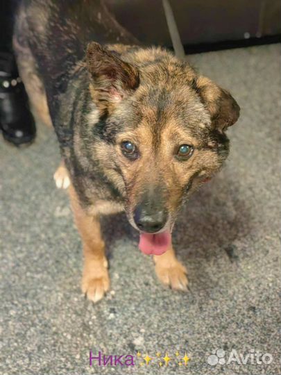 Собака в добрые руки отдам бесплатно