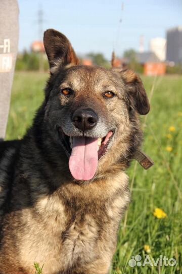 Собака Малыш