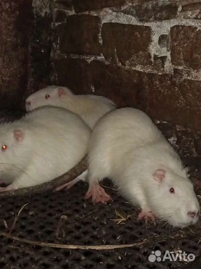 Нутрии живые и мясо