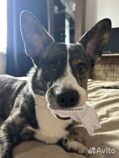 Вязка собак корги кардиган