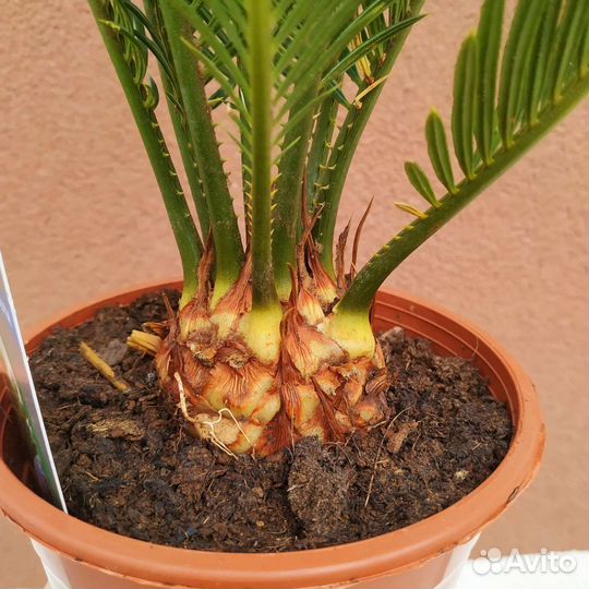 Пальма цикас