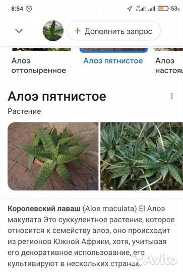 Алоэ пятнистое(Maculata)