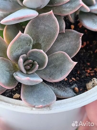 Суккуленты