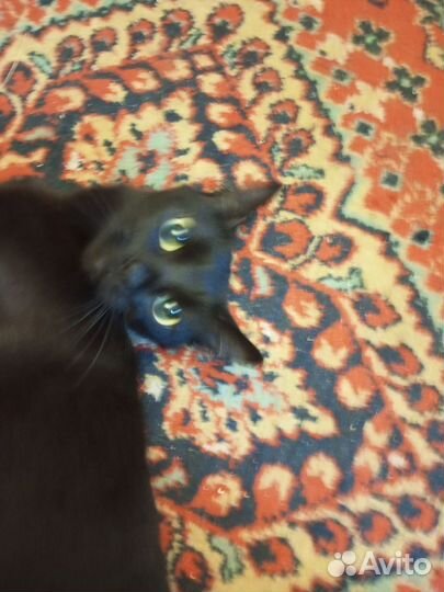 Кошка в добрые руки