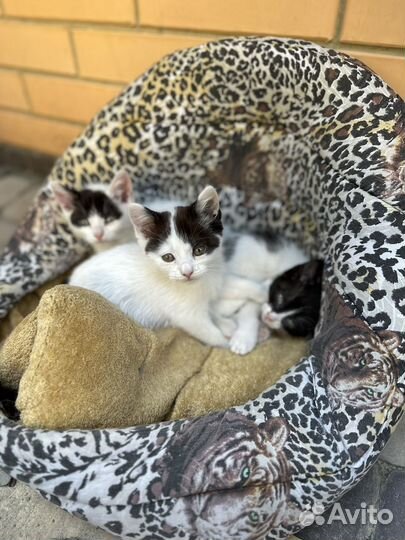 Котята в добрые руки бесплатно