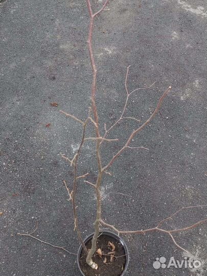 Лесной орех саженцы