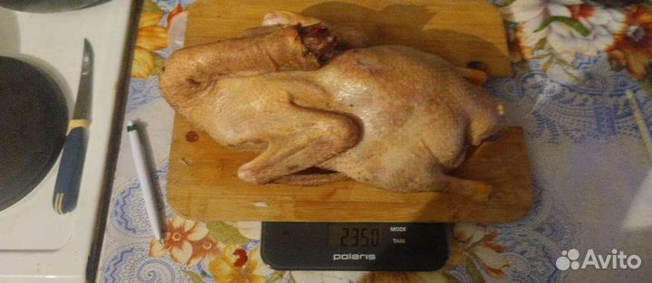 Домашние куры и утки (мясо)