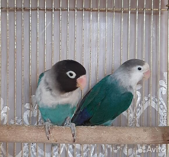 Попугай неразлучники