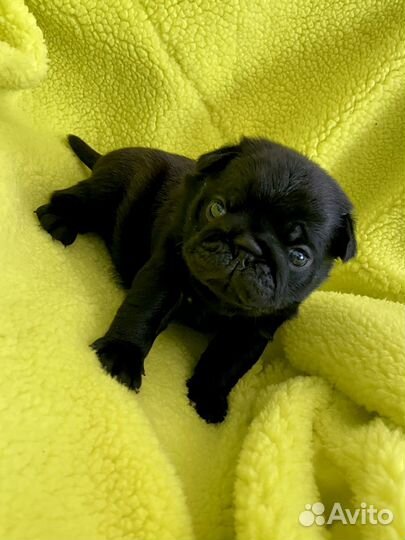 Щенки мопса