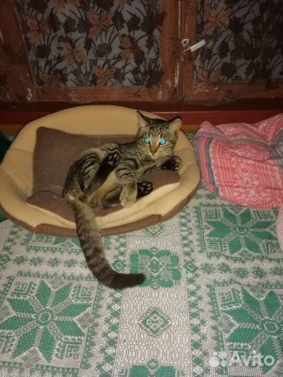 Три очаровательных котенка