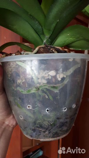 Орхидея фаленопсис