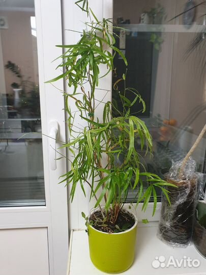 Аспарагус серповидный