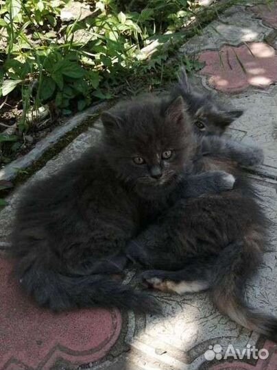 Котята, девочки, 2 месяца