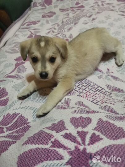 Собака ищет дом