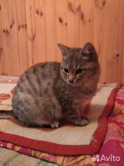 Котенок в дар