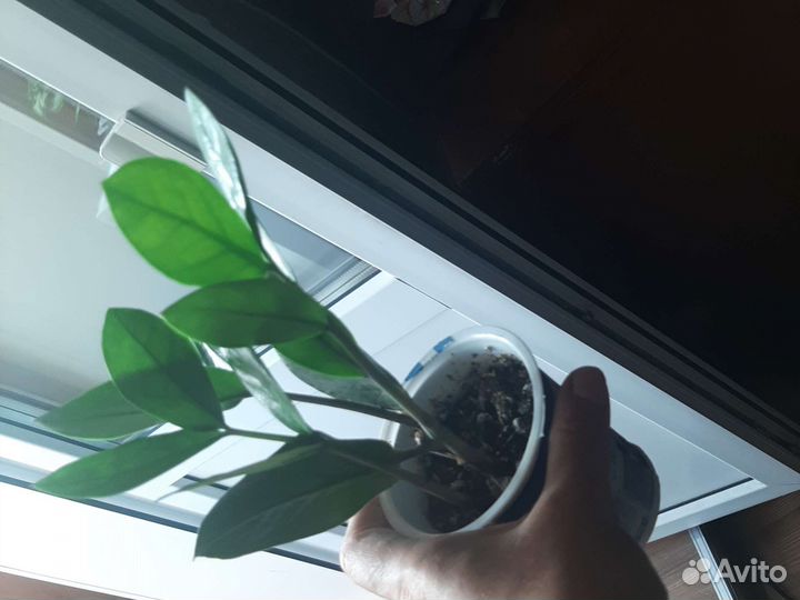 Долоровое дерево