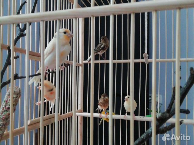 Певчие кенара и канарейки