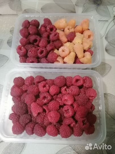 Ремонтантная малина