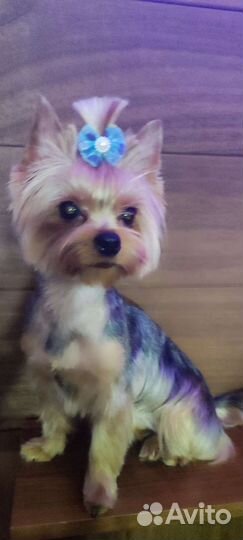 Груминг.Стрижка собак