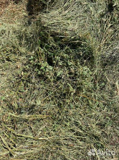 Сено в тюках,козлятник,люцерка,луговое урожай 24г